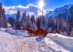 Góry, Zima, Konie, Zaprzęg, Tatry, Polska