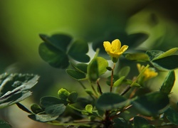 Żółty, Kwiatek, Liście