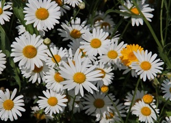 Margerytka, Białe, Kwiaty