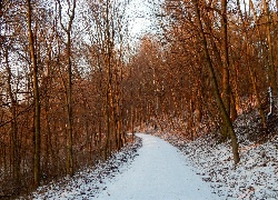 Droga, Las, Śnieg