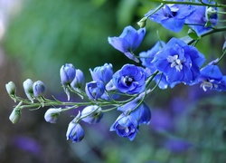 Niebieskie, Kwiatki, Ostróżka