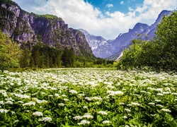 Góry, Łąka