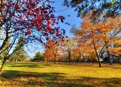 Jesień, Park, Drzewa