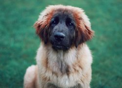 Pies, Mordka, Leonberger