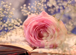 Różowa, Róża, Książka