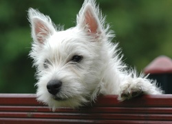 Pies, West highland white terrier