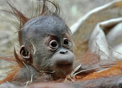 Młody, Orangutan