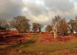 Leicestershire, Bradgate, Park