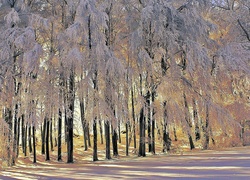 Droga, Ośnieżone, Drzewa, Światło, Cień