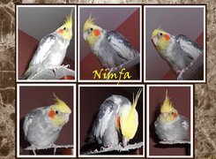 Papuga, Nimfa, Obrazki, Grafika