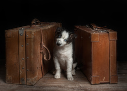 Walizki, Pies,  Owczarek australijski-australian shepherd