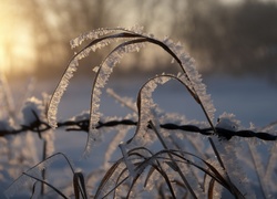 Szron, Trawa, Śnieg