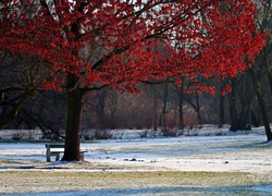 Drzewo, Czerwone, Liście, Zima, Park