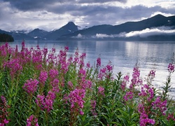 Stany Zjednoczone, Alaska, Fiord Kenai, Polne, Kwiaty, Wierzbówka kiprzyca, Góry