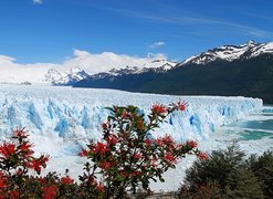 Lodowiec, Perito Moreno, Góry, Drzewa, Park Narodowy Los Glaciares, Prowincja Santa Cruz, Argentyna