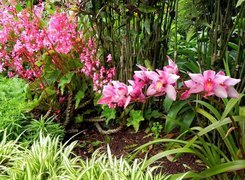 Park, Różowa, Orchidea, Ozdobna, Trawa, Rośliny