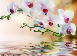 Orchidea, Woda, Odbicie