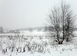 Pole, Trawy, Drzewa, Śnieg