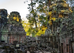 Kambodża, Angkor wat, Świątynia, Ruiny, Drzewa