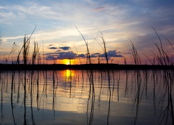 Jezioro, Trawy, Lasy, Zachód, Słońca