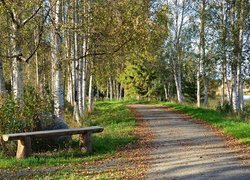 Park, Droga, Ławeczka, Brzozy