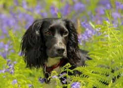 Czarny, Pies, Spaniel, Paprocie