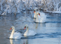 Łabędzie, Jezioro, Szuwary, Zima