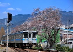 Pociąg, Japonia, Drzewa