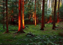 Zachód, Słońca, Las, Świerkowy, Światło, Cień