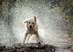 Woda, Golden Retriever