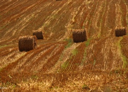 Pole, Zżęte, Zboże, Lato