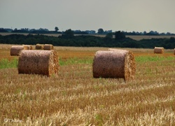 Pole, Zżęte, Zboże, Bele, Lato