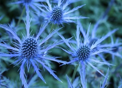 Niebieskie, Kwiaty, Łąka