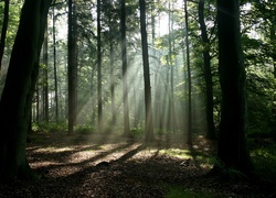 Las, Cienie, Drzewa, Przebijające światło