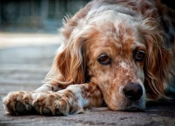 Spaniel, Mordka, Łapy, Zbliżenie, Rozmycie