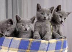 Koty, Rosyjskie, Kocięta