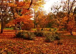 Ogród, Jesień, Kolorowe, Liście, Drzewa