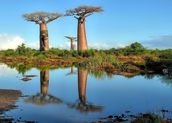 Drzewa, Baobaby, Sawanna, Woda, Odbicie