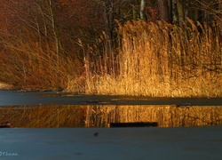 Jezioro, Topniejące, Trawy, Drzewa, Przedwiośnie