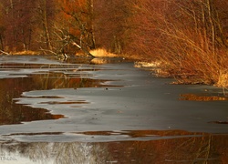 Jezioro, Topniejące, Trawy, Drzewa, Przedwiośnie