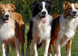 Trzy,,Pieski, Języki, Border Collie