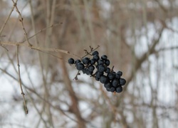 Zima, Łąki, Czarny bez