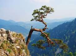 Sosna, Góry, Widok, Pieniny, Sokolica