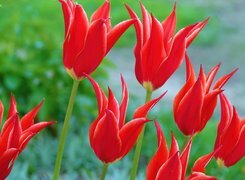 Czerwone, Tulipany