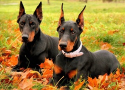 Dobermany, Liście