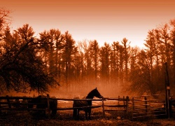 konie, pastwisko, wschód, słońca