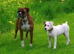 Dwa, Psy, Bokser,  Amstaff