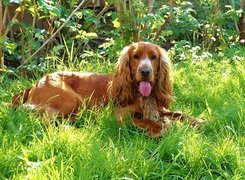 Pies, Język, Zarośla, Cocker spaniel