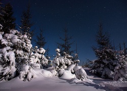 Zima, Ośnieżone, Drzewa, Noc, Gwiazdy