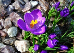 Krokusy, Kamienie, Wiosna